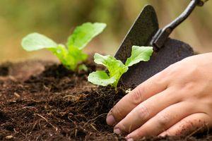  Horta orgânica: preparo, cultivo e manejo